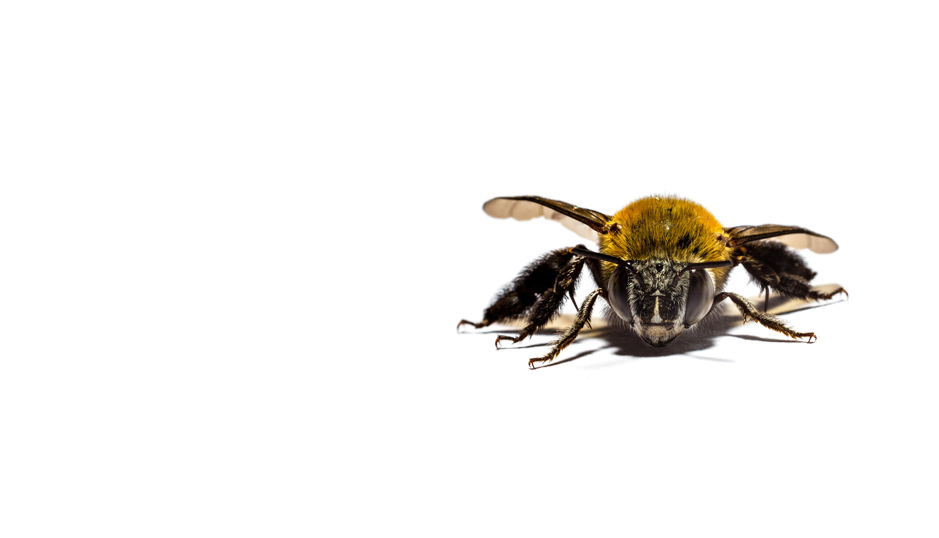 Fine Art photography by Oliver Karstel, Close up of a bee