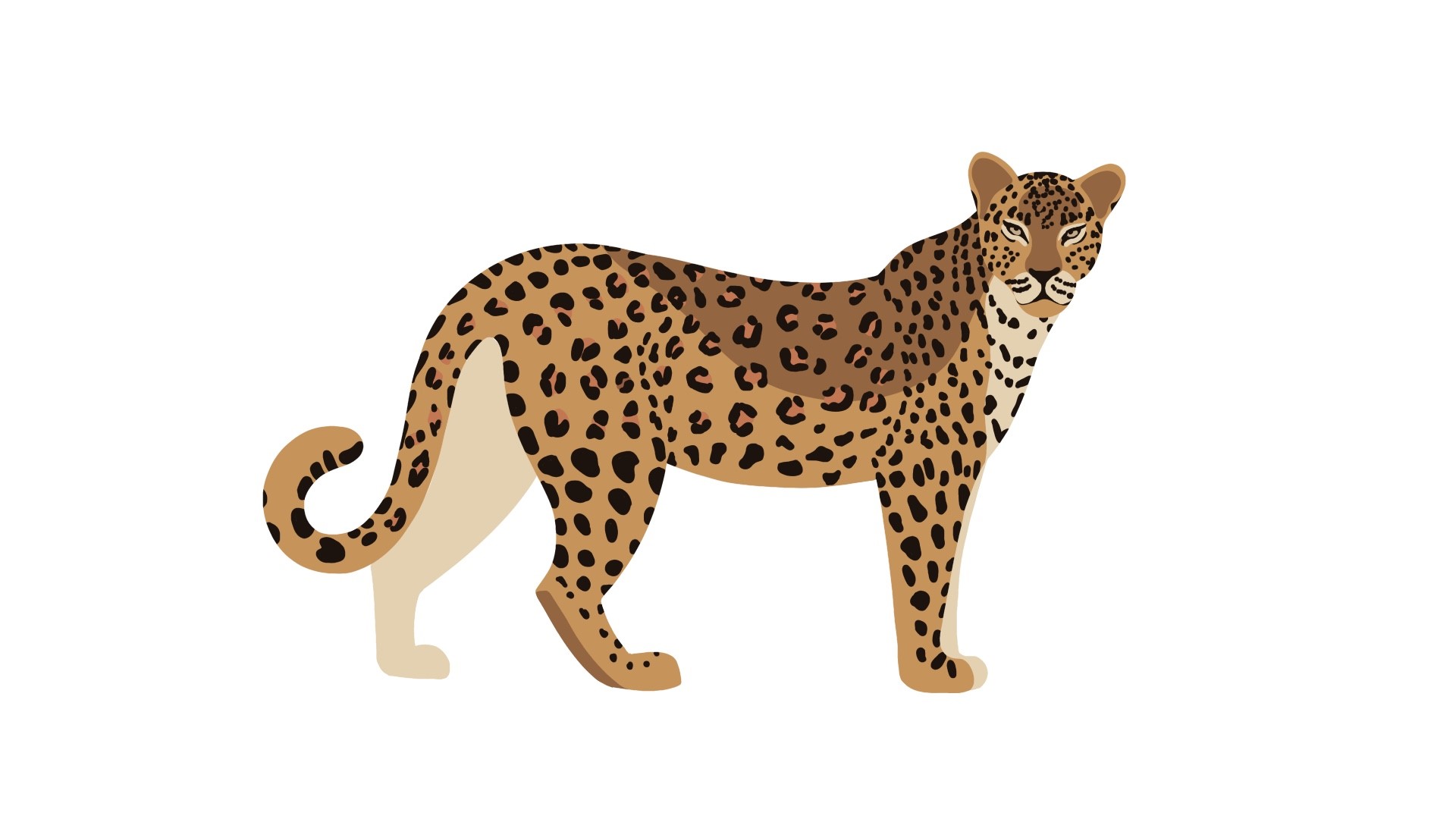 2D Animation of a Leopard