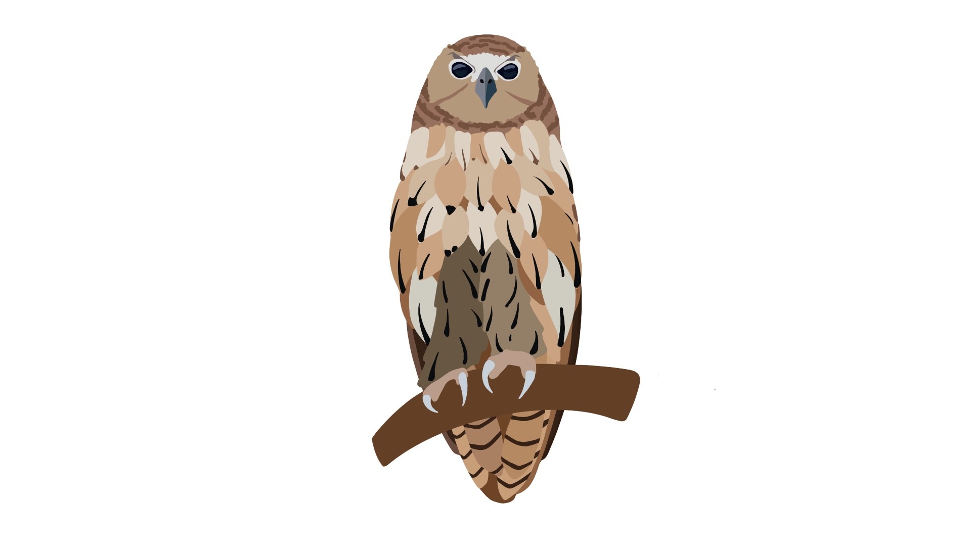 2D Animation of an Owl
