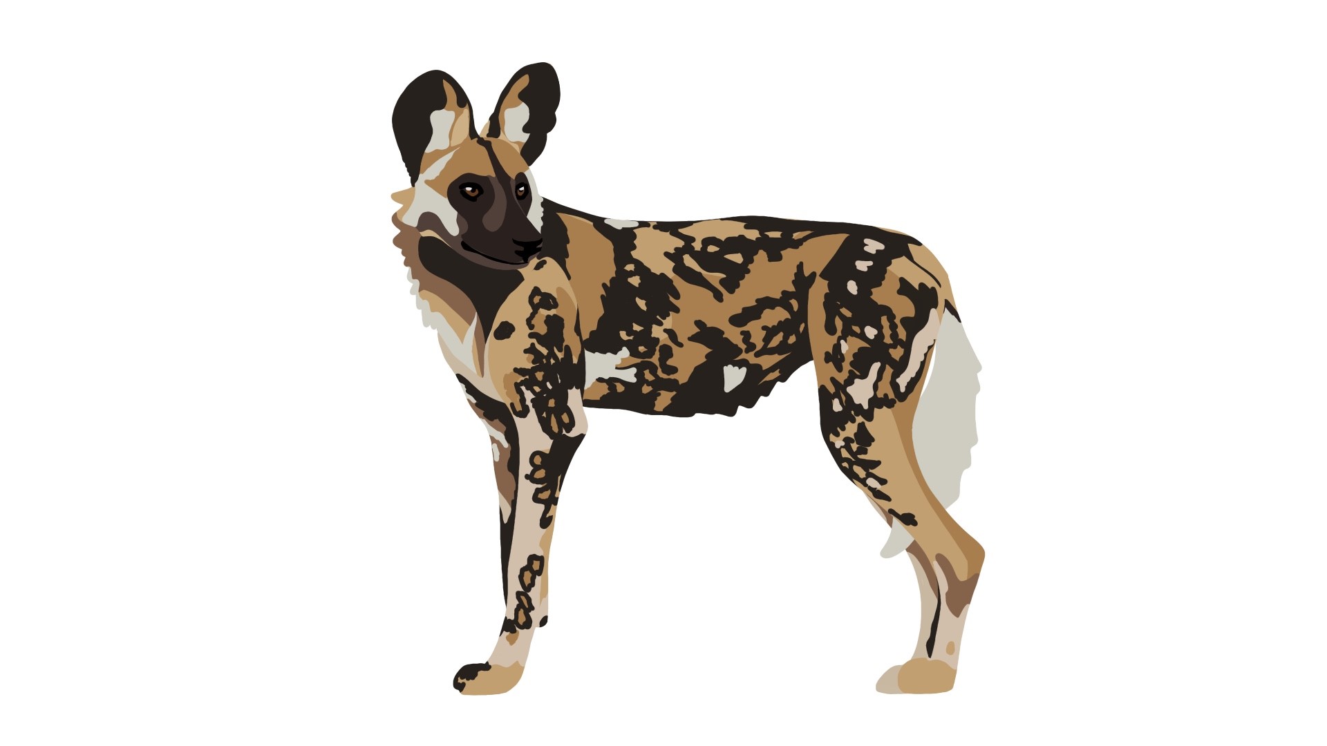 2D Animation of a wild dog
